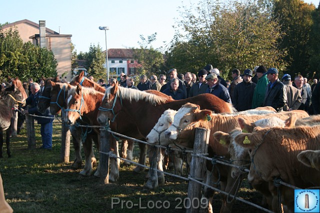 In prà della Antica Fiera di Arsego (6).JPG